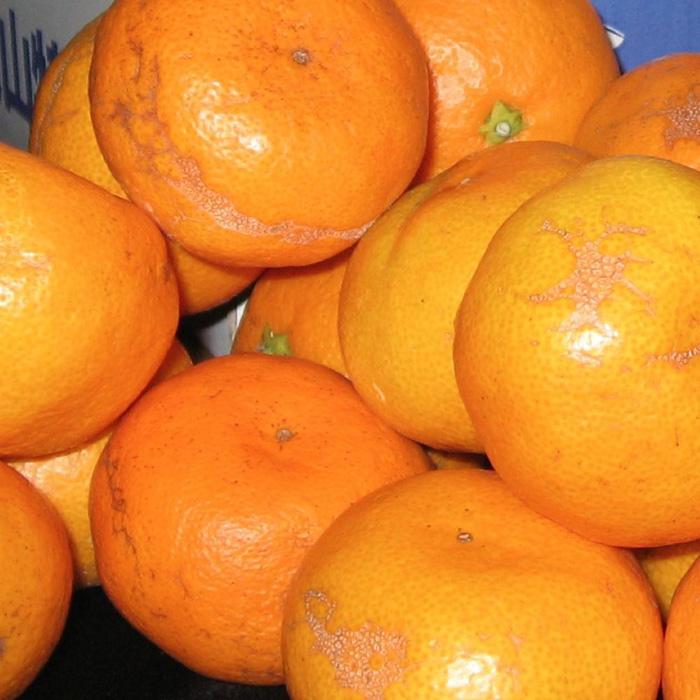 【ふるさと納税】みかん 和歌山産 【訳あり】ミカン 7 . 5kg 【ご自宅用・サイズ不揃い・キズ等あり】 | フルーツ 果物 くだもの 食品 人気 おすすめ 送料無料 サムネイル3