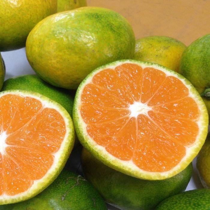 【ふるさと納税】和歌山産 みかん 秀品 【ヤマタ大谷商店】5kg／10kg | 和歌山県 和歌山市 和歌山 楽天ふるさと 納税 支援品 返礼品 お取り寄せグルメ お取り寄せ 取り寄せ グルメ フルーツ 果物 くだもの ミカン 蜜柑 柑橘類 かんきつ類 サムネイル3