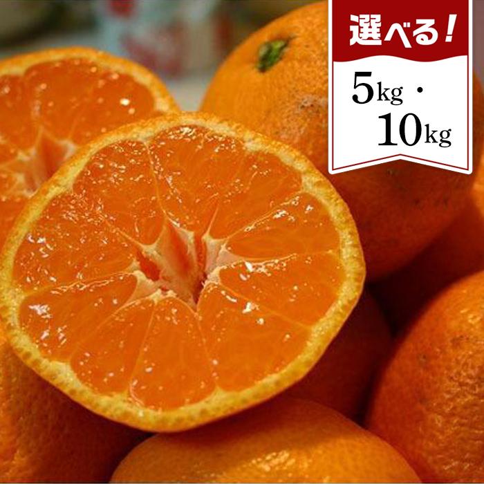 和歌山産 みかん 秀品 【ヤマタ大谷商店】5kg／10kg | 和歌山県 和歌山市 和歌山 楽天ふるさと 納税 支援品 返礼品 お取り寄せグルメ お取り寄せ 取り寄せ グルメ フルーツ 果物 くだもの ミカン 蜜柑 柑橘類 かんきつ類