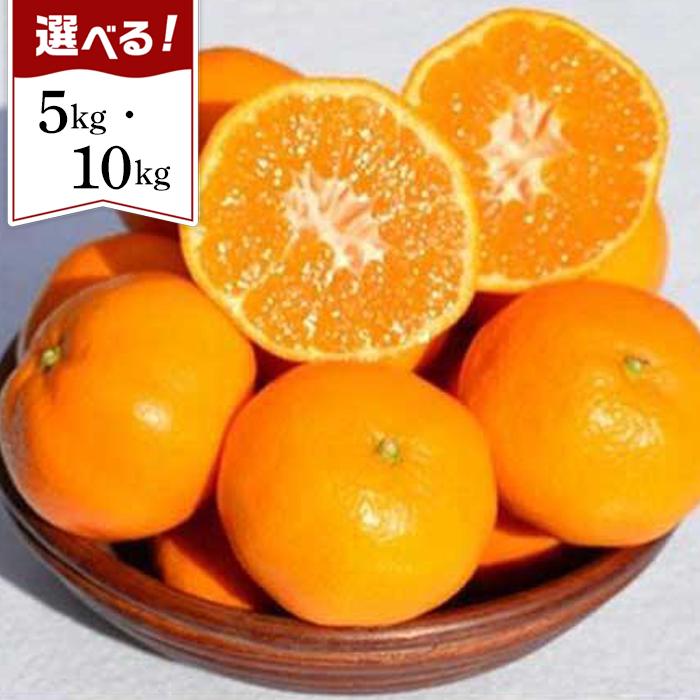 ［先行予約］和歌山県産 みかん 秀品 5kg／10kg（箱込み） | 和歌山県 和歌山市 和歌山 返礼品 お取り寄せグルメ お取り寄せ グルメ フルーツ 果物 くだもの ミカン 蜜柑 柑橘類 かんきつ類 おいしいみかん 美味しいミカン 美味しい