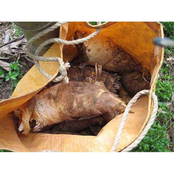 和歌山産　朝堀り 筍 4kg （ぬか付き）品種／孟宗竹