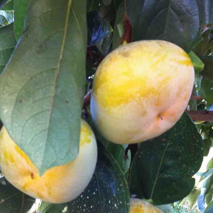 【ふるさと納税】和歌山産 たねなし柿 10kg (5kg×2箱) | 和歌山県 和歌山市 種無し 柿 タネなし柿 フルーツ ふるーつ 果物 取り寄せ グルメ お取り寄せ グルメ 仲谷早生 刀根早生 平核無柿 サムネイル2