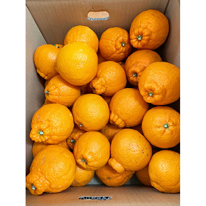 【ふるさと納税】［ご家庭用訳有り］紀州有田産不知火(しらぬひ) 約8.5kg［2026年2月中旬以降発送］［先行予約］［UT41］ | 和歌山県 和歌山市 フルーツ 果物 くだもの 不知火 しらぬい 柑橘 柑橘類 かんきつ類 特産品 国産 サムネイル3