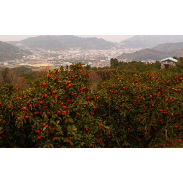 【ふるさと納税】【紀州伝統の味】 下津 蔵出し みかん 10kg【混合サイズ】 サムネイル3