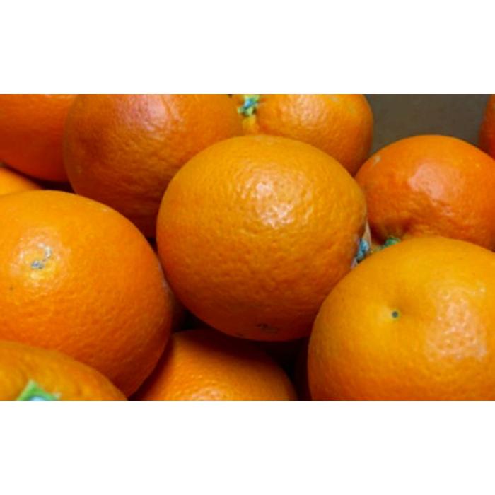 【ふるさと納税】【高級柑橘】和歌山県産 ブラッド オレンジ “タロッコ” 約5kg サムネイル3