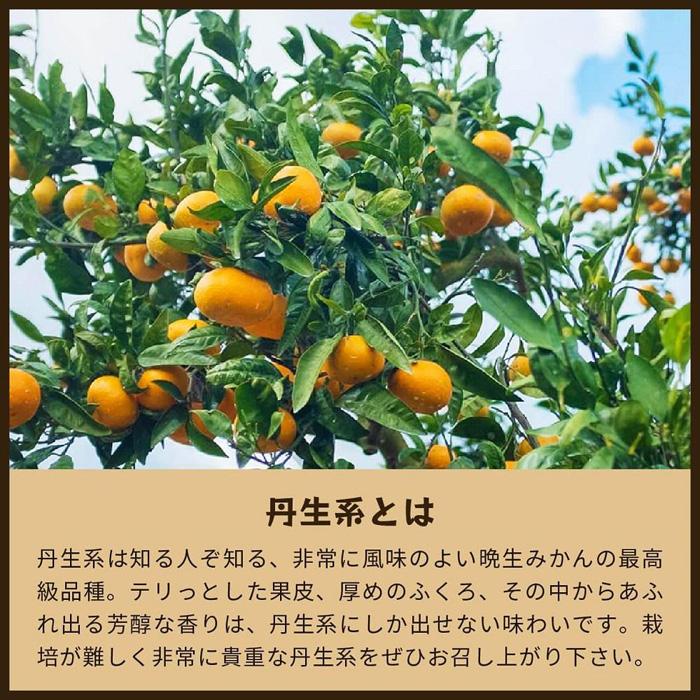 【ふるさと納税】蔵出しみかん丹生系　5kg家庭用｜和歌山県海南市下津町の特産品蔵出しみかんの最高級品種を産地直送でお届け【2026年2月発送開始】 サムネイル2