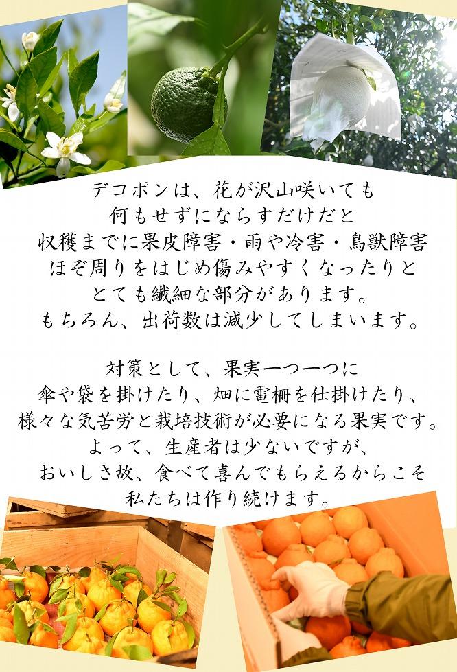 【ふるさと納税】不知火約5kg 15～24玉入り 《ご家庭用》 訳あり 和歌山県産 農園直送 まごころ産直みかん【北海道・沖縄県・離島配送不可】みかん 柑橘 しらぬい デコポンと同じ品種 ［Mg54］ | 海南市 家庭用 人気 おすすめ 農園直送 お取り寄せ ふるさと納税 - 画像3