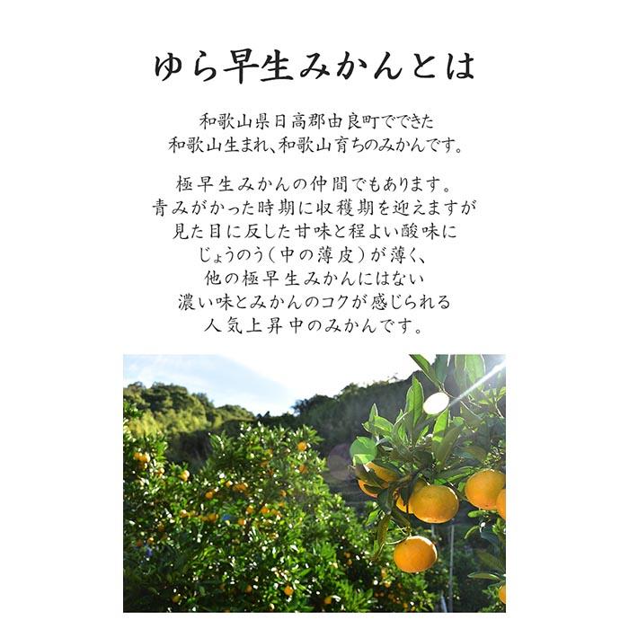 【ふるさと納税】《赤秀》ゆら早生 みかん 約5kg【和歌山県・下津町産】産地直送（SS・S・Mサイズ） | フルーツ 果物 くだもの 食品 人気 おすすめ 送料無料 サムネイル2