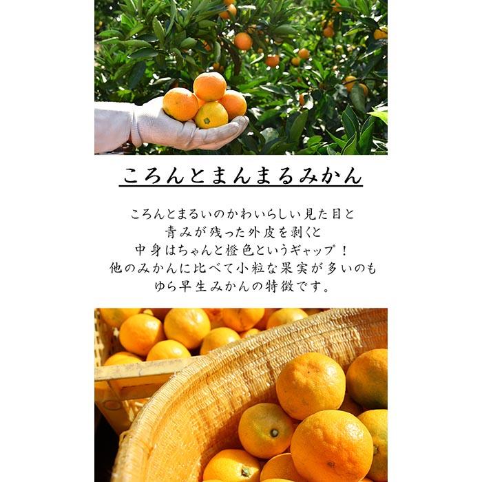 【ふるさと納税】《赤秀》ゆら早生 みかん 約5kg【和歌山県・下津町産】産地直送（SS・S・Mサイズ） | フルーツ 果物 くだもの 食品 人気 おすすめ 送料無料 サムネイル3