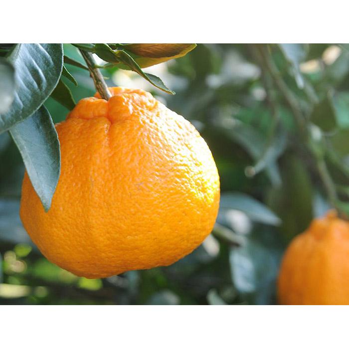 【ふるさと納税】不知火 約5kg 24～28玉 《ご家庭用》 ちょっと訳あり 和歌山県産 農園直送 まごころ産直みかん 【北海道・沖縄県・一部離島 配送不可】訳アリ わけあり みかん しらぬい デコポンと同じ品種 でこぽん | 不知火 しらぬい 柑橘類 オレンジ ポンカン サムネイル2