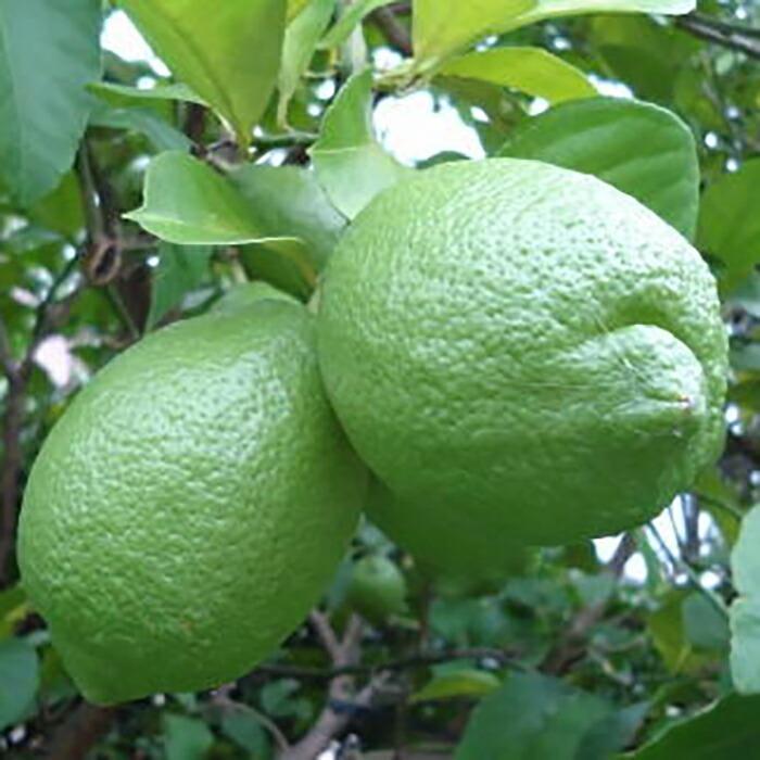 【ふるさと納税】［産直］和歌山産グリーンレモン約3kg（サイズ混合）★2025年10月下旬頃より順次発送［TM7］ サムネイル2