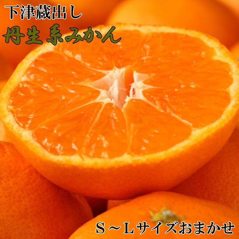 ［高糖系］下津蔵出し丹生系みかん約5kg（S～Lサイズおまかせ）★2026年2月下旬頃より順次発送