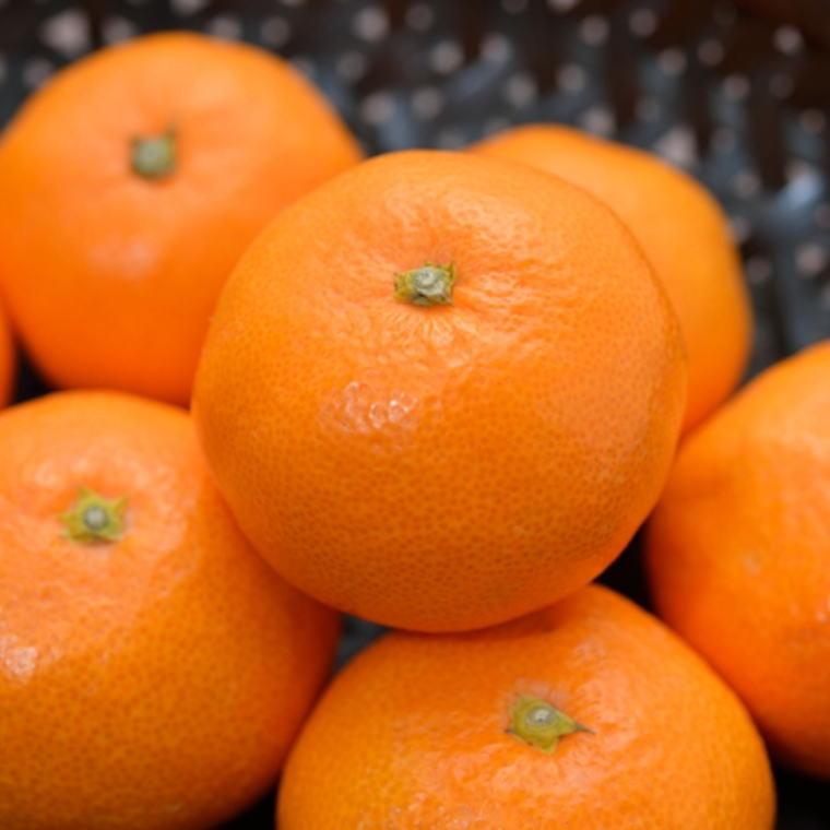 【ふるさと納税】［高糖系］下津蔵出し丹生系みかん約5kg（S～Lサイズおまかせ）★2026年2月下旬頃より順次発送 サムネイル2