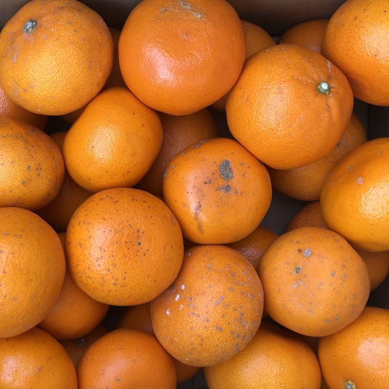 【ふるさと納税】(訳あり・ご家庭用)一度は食べていただきたい「有田産のせとか」約4kg～5kg★2026年2月中旬頃より順次発送［TM210］ サムネイル3