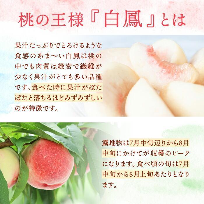 【ふるさと納税】和歌山県産 白鳳 桃 5～8玉入り 秀品 先行予約［2026年6月下旬以降発送］［MG6］ | 送料無料 モモ 果物 くだもの フルーツ お取り寄せ 予約 和歌山 白鳳 10000円 ご当地 特産品 名産品 お土産 旬の果物 ふるーつ 土産 サムネイル3