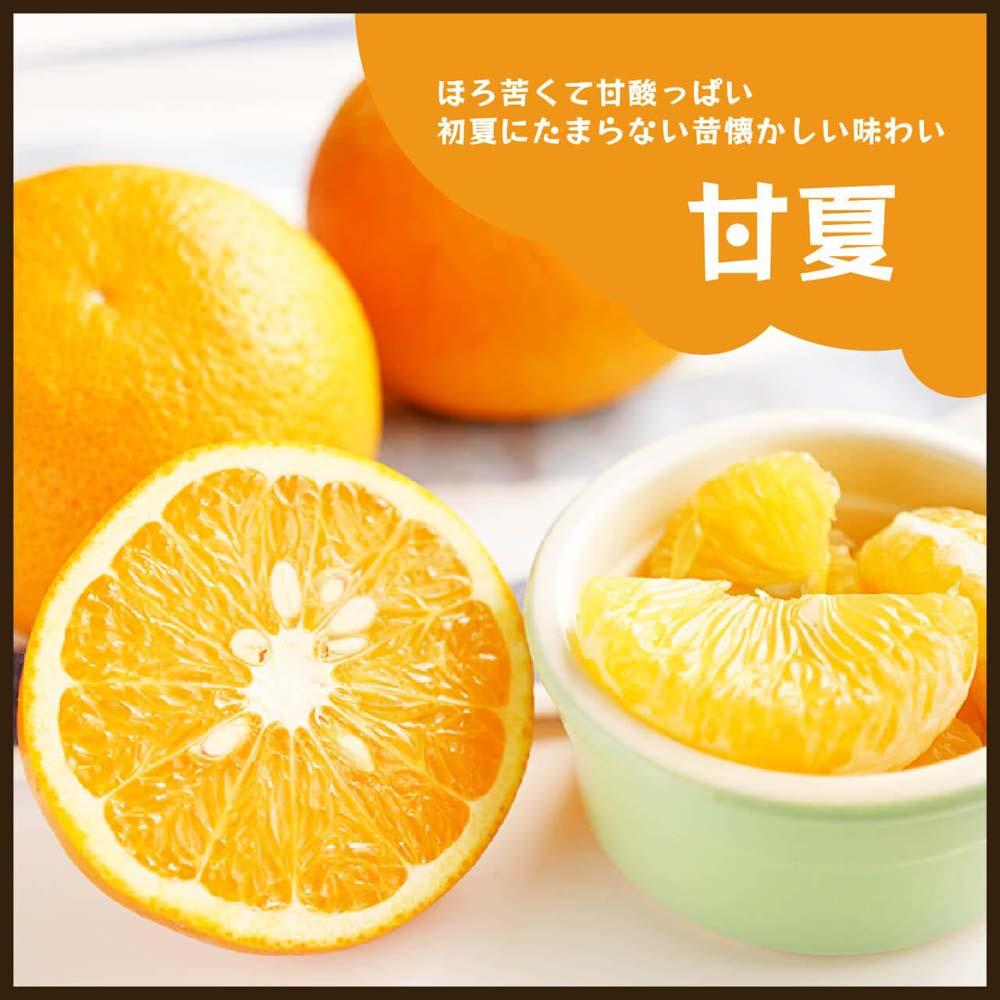 【ふるさと納税】甘夏｜和歌山県海南市から産地直送でお届け｜4kg｜ご家庭用【2026年4月より発送開始】 | フルーツ 果物 くだもの 食品 人気 おすすめ 送料無料 サムネイル2