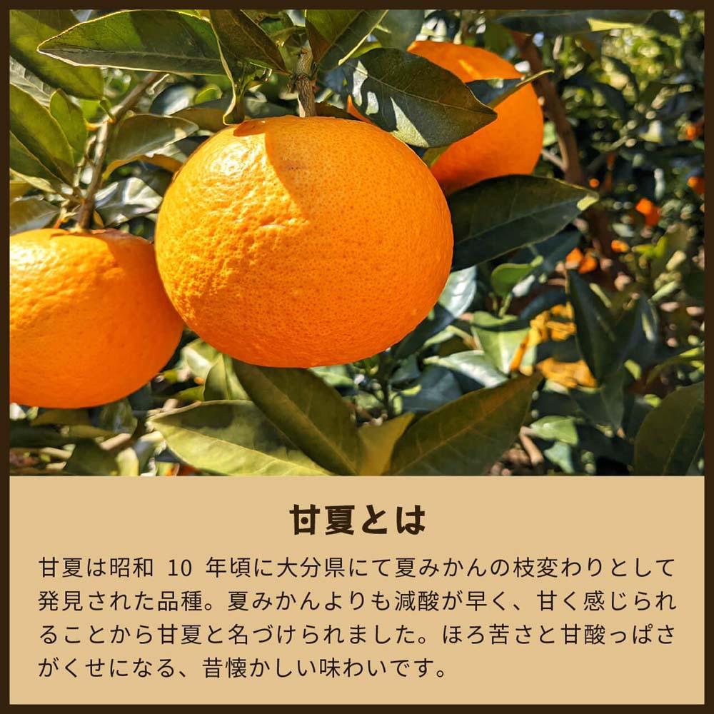 【ふるさと納税】甘夏｜和歌山県海南市から産地直送でお届け｜4kg｜ご家庭用【2026年4月より発送開始】 | フルーツ 果物 くだもの 食品 人気 おすすめ 送料無料 サムネイル3