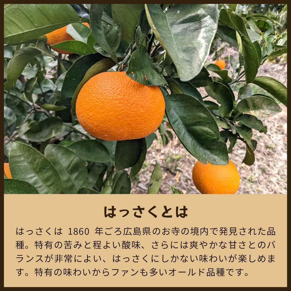 【ふるさと納税】八朔｜和歌山県海南市から産地直送でお届け｜4kg｜ご家庭用【2026年4月より発送開始】 | フルーツ 果物 くだもの 食品 人気 おすすめ 送料無料 サムネイル3