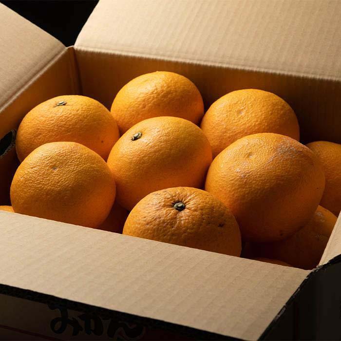 【ふるさと納税】甘夏 約6kg 大小混合 《秀品》 和歌山県産 農園直送 まごころ産直みかん 【北海道・沖縄県・一部離島 配送不可】サンフルーツ 新甘夏 田ノ浦オレンジ あまなつ みかん【Mg8】 | みかん 蜜柑 フルーツ 果物 くだもの 食品 人気 おすすめ 送料無料 サムネイル2