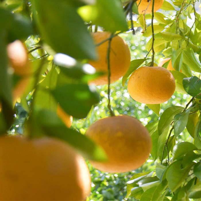 【ふるさと納税】甘夏 約10kg 大小混合 《ご家庭用》 和歌山県産 農園直送 まごころ産直みかん 【北海道・沖縄県・一部離島 配送不可】サンフルーツ 新甘夏 田ノ浦オレンジ あまなつ みかん【Mg10】 | みかん 蜜柑 フルーツ 果物 くだもの 食品 人気 おすすめ 送料無料 サムネイル3
