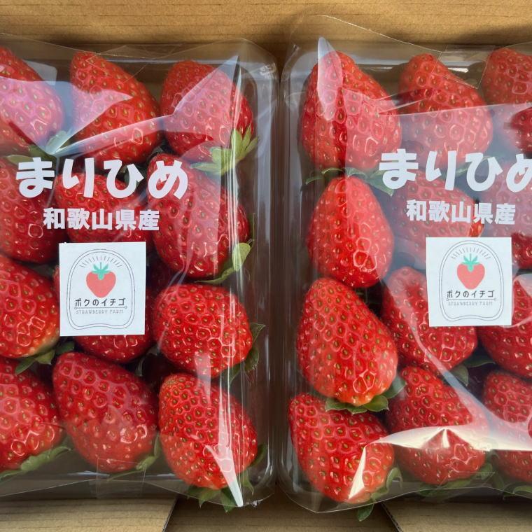 【ふるさと納税】和歌山県産ブランドいちご「まりひめ」約300g×2パック入り★2026年1月中旬ごろより順次発送［TM90］ | 苺 いちご あまい フルーツ 果物 くだもの 食品 人気 おすすめ 送料無料 サムネイル3