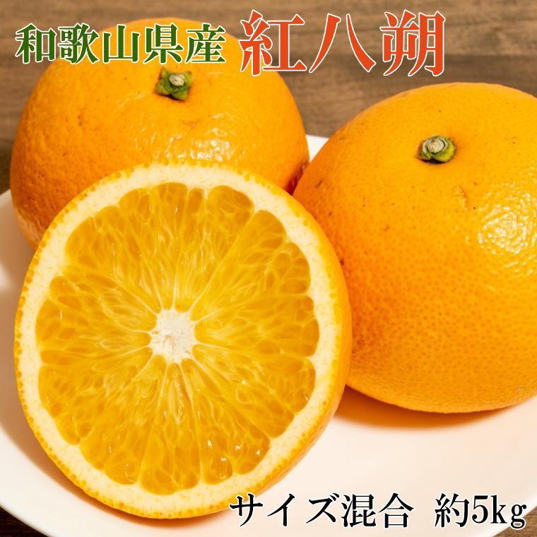 ［希少品］和歌山県産紅八朔約5kg（サイズ混合）★2026年1月下旬頃より順次発送［先行予約］［TM88］ | 八朔 はっさく 柑橘 フルーツ 果物 くだもの 食品 人気 おすすめ 送料無料