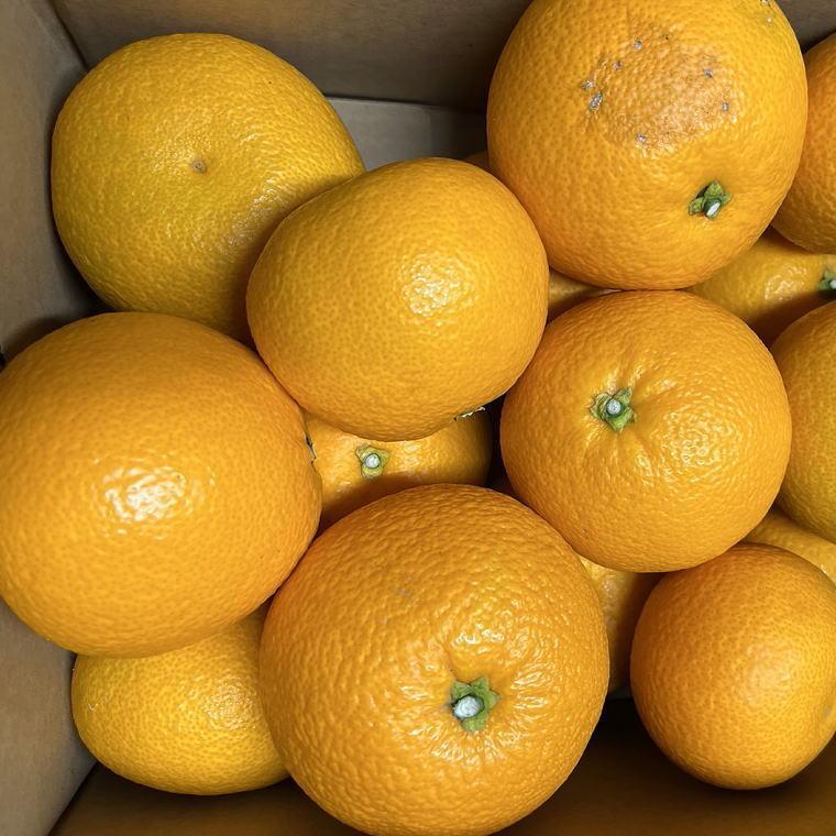 【ふるさと納税】［希少品］和歌山県産紅八朔約5kg（サイズ混合）★2026年1月下旬頃より順次発送［先行予約］［TM88］ | 八朔 はっさく 柑橘 フルーツ 果物 くだもの 食品 人気 おすすめ 送料無料 サムネイル3