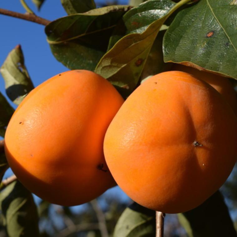 【ふるさと納税】和歌山産貯蔵たねなし柿化粧箱入り（6玉～8玉入り）★2025年12月中旬頃より順次発送［TM124］ | 柿 かき フルーツ 果物 くだもの 食品 人気 おすすめ 送料無料 サムネイル3