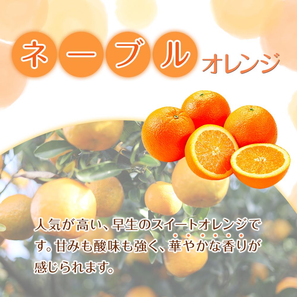 【ふるさと納税】【選べる容量・サイズ】 先行予約 訳あり 森本農園の手選別 ネーブルオレンジ 2kg～10kg 和歌山県産 サイズ混合 ［北海道・沖縄・離島配送不可］ | みかん 蜜柑 フルーツ 果物 くだもの 食品 人気 おすすめ 送料無料 サムネイル2