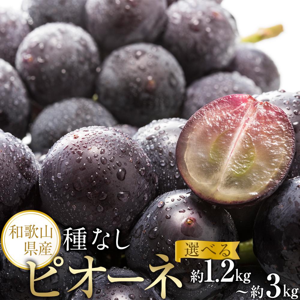 【新鮮・産直】和歌山かつらぎ町産たねなしピオーネ約1.2kg／約2kg／約3kg ★2026年8月中旬頃より順次発送 | フルーツ 果物 くだもの 食品 人気 おすすめ 送料無料