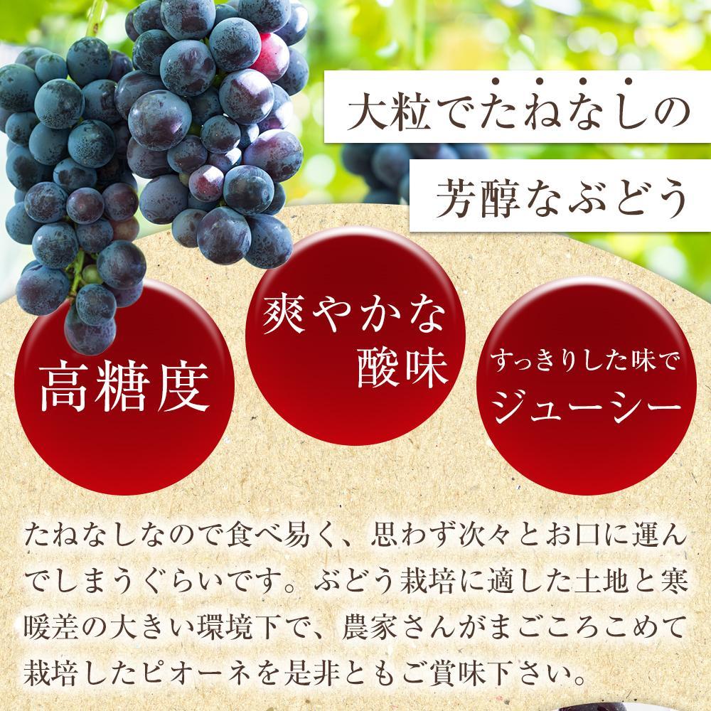 【ふるさと納税】【新鮮・産直】和歌山かつらぎ町産たねなしピオーネ約1.2kg／約2kg／約3kg ★2026年8月中旬頃より順次発送 | フルーツ 果物 くだもの 食品 人気 おすすめ 送料無料 サムネイル2