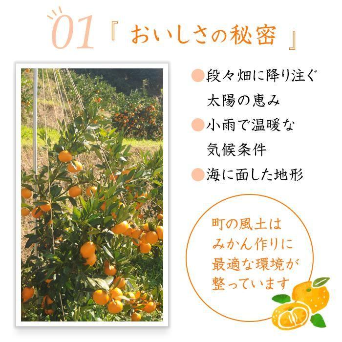 【ふるさと納税】【選べる内容量】早生みかん約7kg or 約9kg 大玉2L・3Lサイズおまかせ 《ご家庭用》 ちょっと訳あり 和歌山県産 農園直送 まごころ産直みかん【北海道・沖縄県・一部離島配送不可】大きい 蜜柑 温州みかん わけあり 訳アリ | 果物 フルーツ 柑橘 わせ 早生 サムネイル3