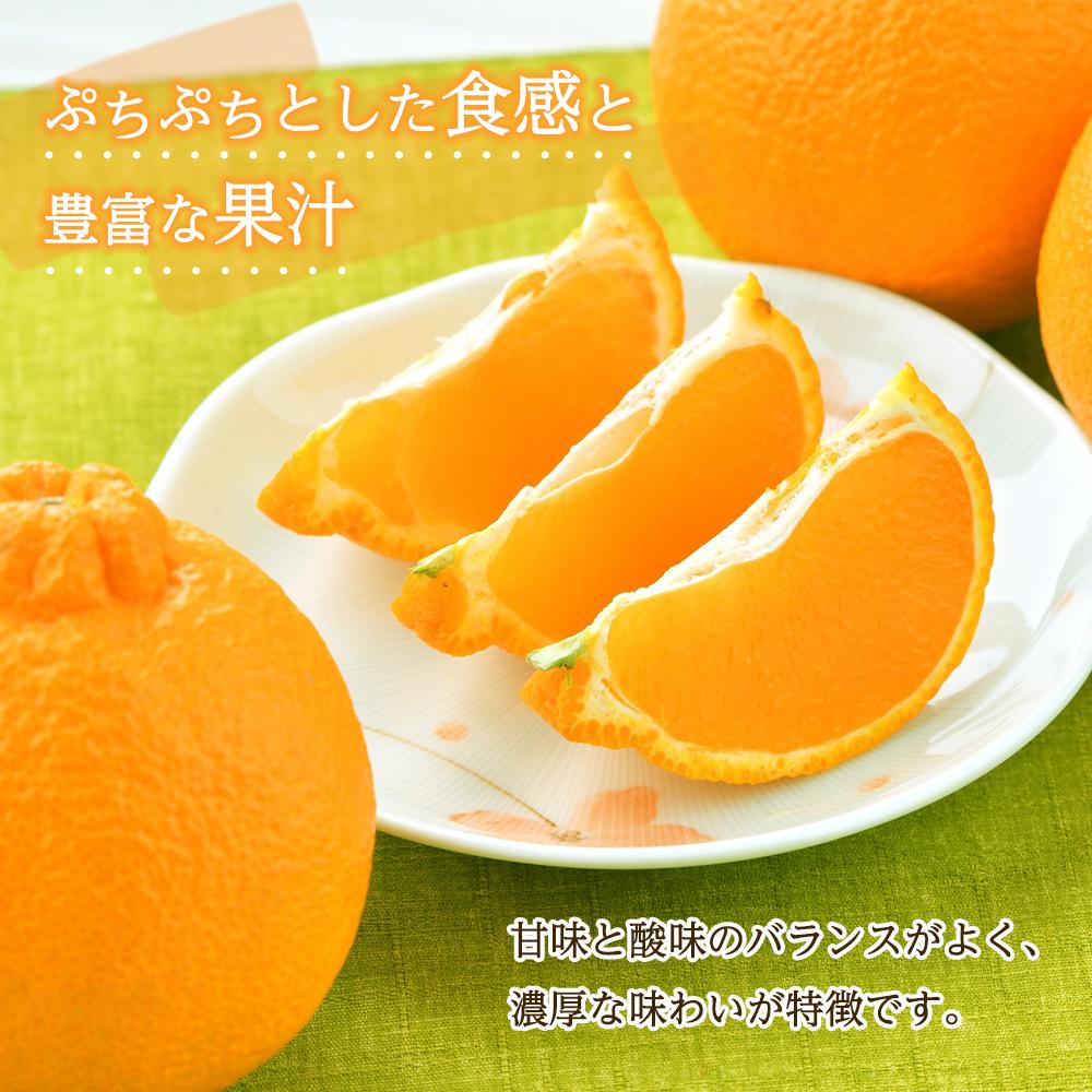 【ふるさと納税】［先行予約］不知火（完熟栽培）15玉～28玉 約5kg 家庭用【和歌山 海南市 農園直送】 | フルーツ 果物 くだもの 食品 人気 おすすめ 送料無料 サムネイル2