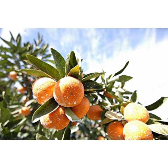 【ふるさと納税】［先行予約］【選べる容量】完熟早生みかん 家庭用 約2kg or 約5kg サイズ混合 | ふるさと納税 楽天ふるさと 和歌山 和歌山県 海南市 返礼品 お礼の品 特産品 果物 フルーツ ミカン 蜜柑 柑橘類 みかん わけあり 完熟 わせ 早生 2kg 5kg サムネイル3