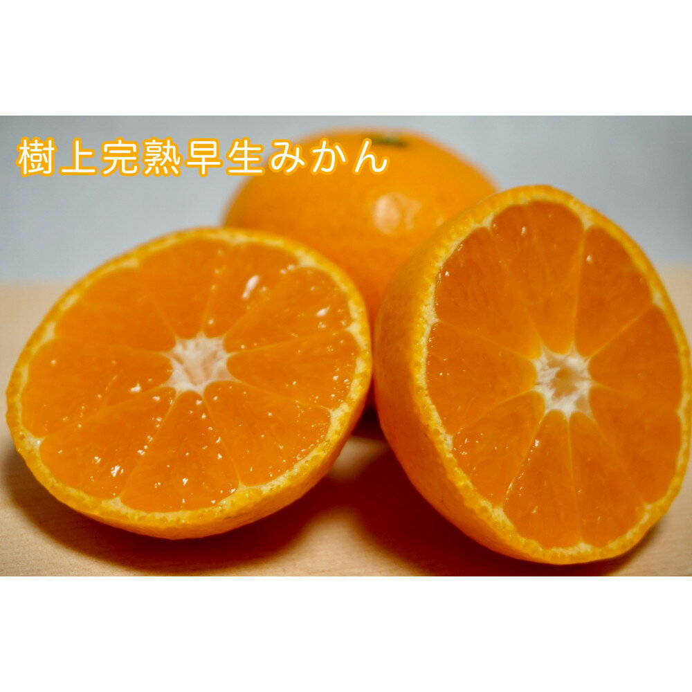 【選べる容量】樹上完熟早生みかん 約3kg or 約5kg サイズ混合 山下農園 | みかん 蜜柑 フルーツ 果物 くだもの 食品 人気 おすすめ 送料無料 産地直送