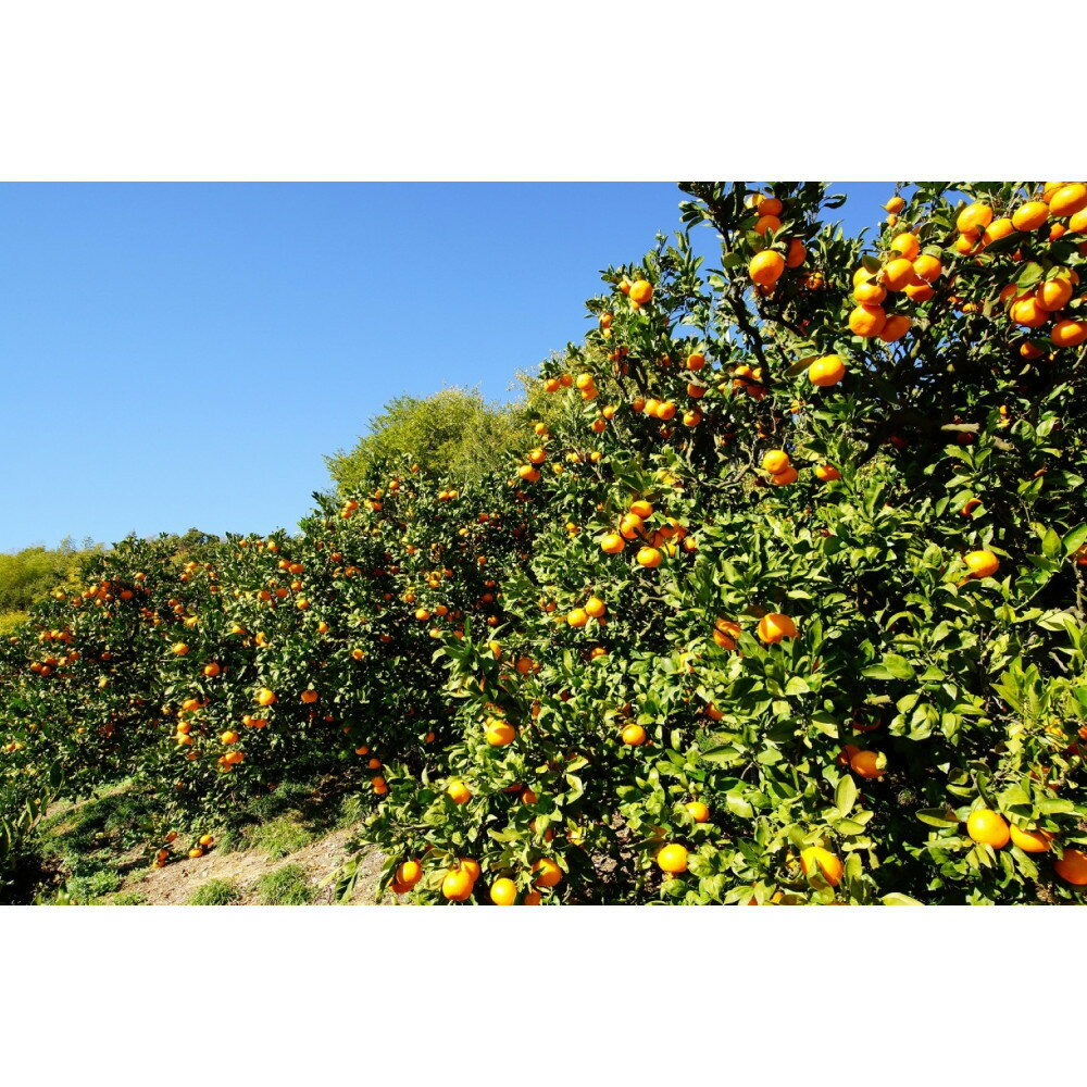 【ふるさと納税】【選べる容量】樹上完熟早生みかん 約3kg or 約5kg サイズ混合 山下農園 | みかん 蜜柑 フルーツ 果物 くだもの 食品 人気 おすすめ 送料無料 産地直送 サムネイル2