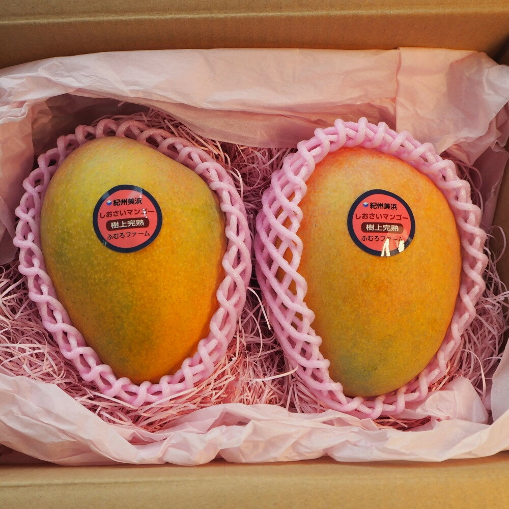 【ふるさと納税】和歌山県産 樹上完熟しおさいマンゴー 2玉入り★2026年8月初旬頃より順次発送　［TM218］ | マンゴー フルーツ 果物 くだもの 食品 人気 おすすめ 送料無料 サムネイル2