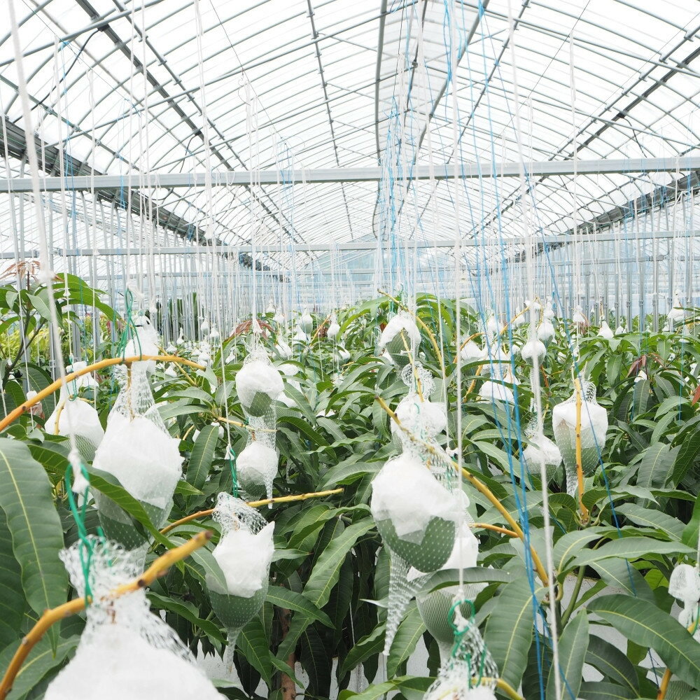 【ふるさと納税】和歌山県産 樹上完熟しおさいマンゴー 2玉入り★2026年8月初旬頃より順次発送　［TM218］ | マンゴー フルーツ 果物 くだもの 食品 人気 おすすめ 送料無料 サムネイル3