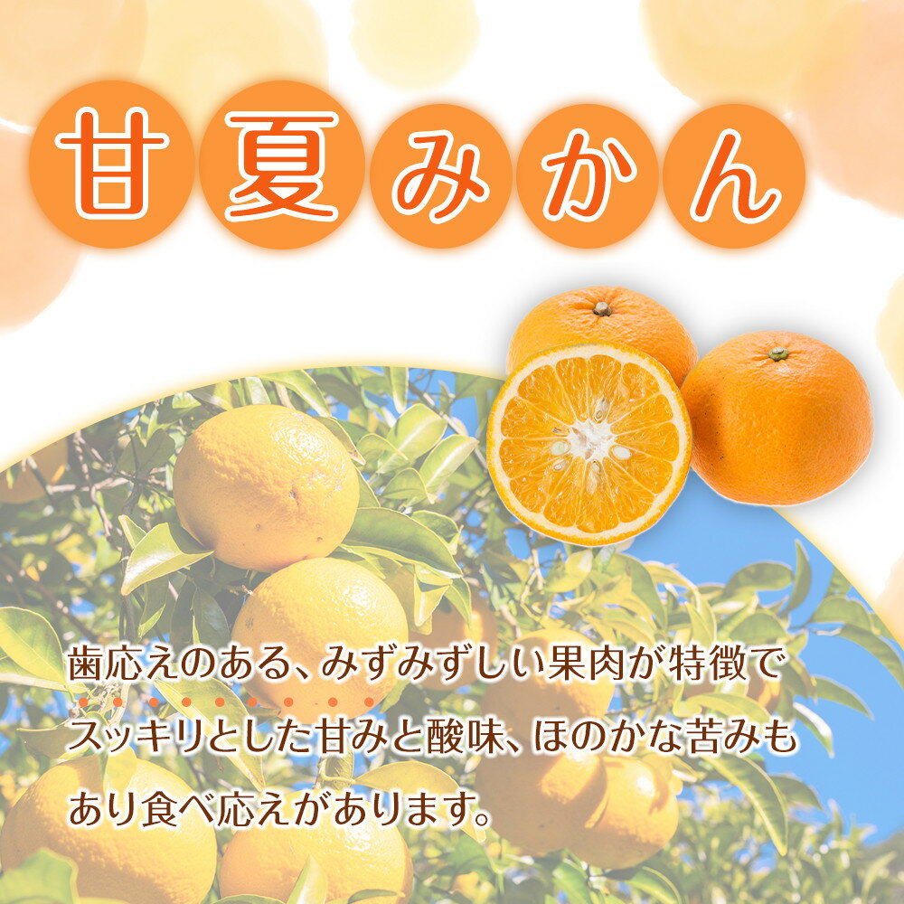 【ふるさと納税】【選べる容量】家庭用 森本農園の手選別 甘夏みかん 約1.5～10kg 和歌山県産 サイズ混合 ［北海道・沖縄・離島配送不可］［2026年4月上旬から順次発送］ | みかん 蜜柑 フルーツ 果物 くだもの 食品 人気 おすすめ 送料無料 サムネイル2