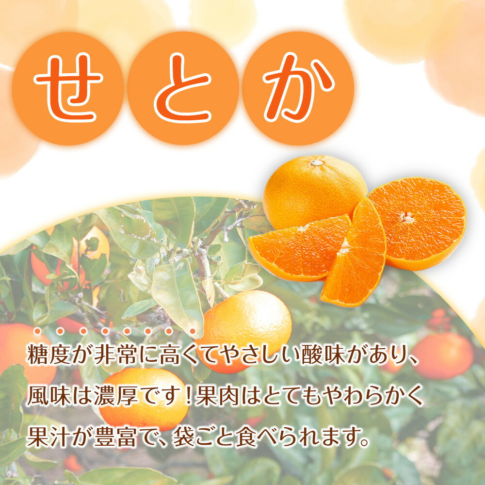 【ふるさと納税】【選べる容量】森本農園の手選別 せとか 約2kg～5kg 和歌山県産 サイズ混合 ［北海道・沖縄・離島配送不可］［2026年2月上旬から順次発送予定］［RN129］ | せとか 蜜柑 フルーツ 果物 くだもの 食品 人気 おすすめ 送料無料 サムネイル2