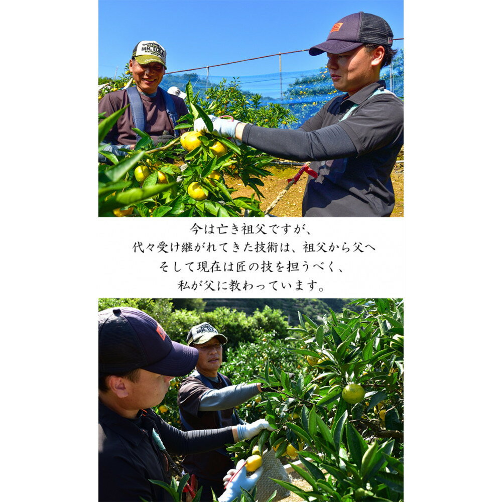 【ふるさと納税】【選べる容量】極早生 or 早生みかん 約5kg or 約10kg 小粒SS・Sサイズおまかせ《秀品》 和歌山県産 山新農園 農園直送 まごころ産直みかん［北海道・沖縄県・一部離島 配送不可］ | ふるさと納税 楽天 和歌山 海南市 果物 フルーツ 訳あり サムネイル3