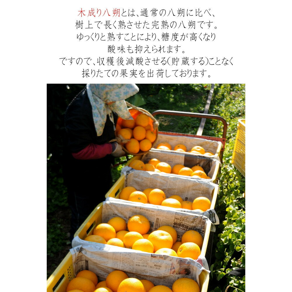 【ふるさと納税】【選べる容量】訳あり はっさく 八朔 ハッサク わけあり 6～10kg箱 大小混合サイズ｜海南市産 まごころ産直みかん 木成り 完熟はっさく 柑橘 みかん フルーツ 和歌山みかん 国産 産地直送 甘酸っぱくて爽やか！ サムネイル3