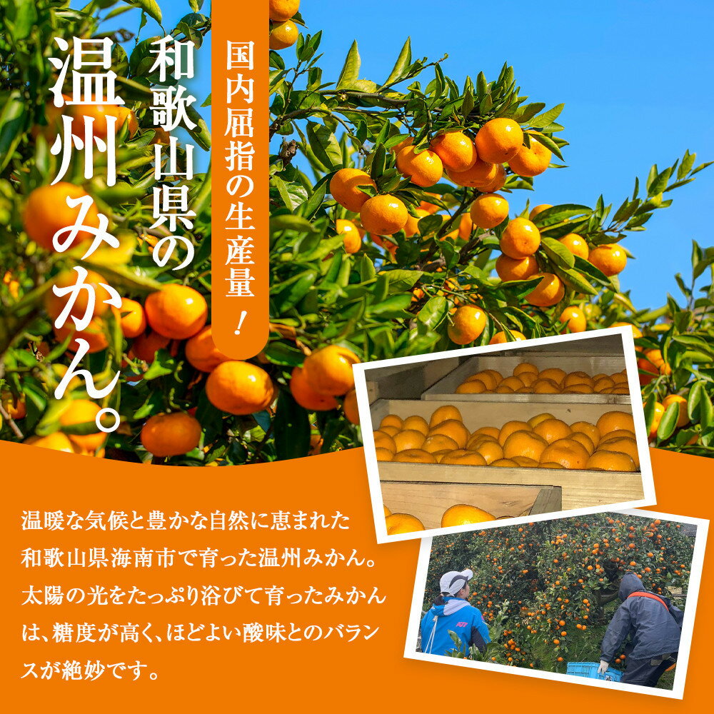 【ふるさと納税】［選べる容量］［先行予約］訳あり 温州みかん 2kg or 5kg 2S～2Lサイズ混合［2025年11月上旬頃から順次発送予定］ | みかん 蜜柑 フルーツ 果物 くだもの 食品 人気 おすすめ 送料無料 産地直送 サムネイル2