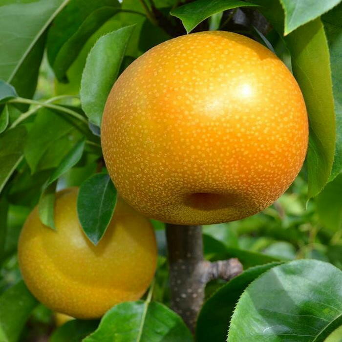 【ふるさと納税】和歌山の樹上成熟梨 約2kg（6～8玉）or 約4kg（12～15玉） ※2026年8月上旬～9月中旬頃発送予定| 先行予約 果物 フルーツ 甘い［MS103］ | 梨 フルーツ 果物 くだもの 食品 人気 おすすめ 産地直送 送料無料 サムネイル2