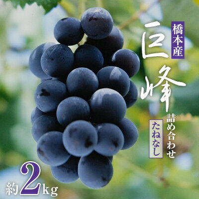 【2026年夏発送】 和歌山県橋本市産(種無し)巨峰 ぶどう詰め合わせ 約2kg_ 巨峰 ぶどう 葡萄 ブドウ 種無し 種なし フルーツ 果物 和歌山県 橋本市 美味しい 人気 おすすめ ギフト 贈答 送料無料 【配送不可地域：離島】【1135025】