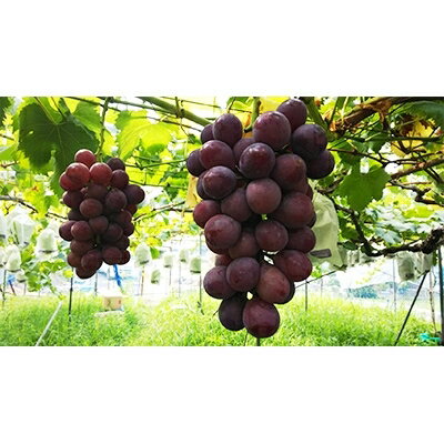 【ふるさと納税】【2026年夏発送】 和歌山県橋本市産(種無し)巨峰 ぶどう詰め合わせ 約2kg_ 巨峰 ぶどう 葡萄 ブドウ 種無し 種なし フルーツ 果物 和歌山県 橋本市 美味しい 人気 おすすめ ギフト 贈答 送料無料 【配送不可地域：離島】【1135025】 サムネイル2