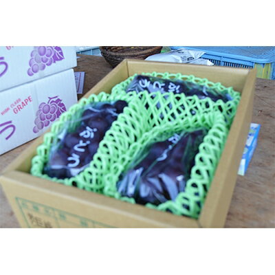 【ふるさと納税】【2026年夏発送】 和歌山県橋本市産(種無し)巨峰 ぶどう詰め合わせ 約2kg_ 巨峰 ぶどう 葡萄 ブドウ 種無し 種なし フルーツ 果物 和歌山県 橋本市 美味しい 人気 おすすめ ギフト 贈答 送料無料 【配送不可地域：離島】【1135025】 サムネイル3