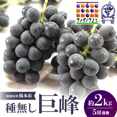 【2026年夏発送】種無し巨峰　約2kg(5房前後)　来季分先行予約【配送不可地域：離島】【1146341】