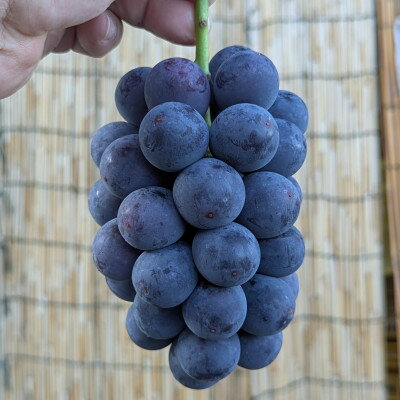【ふるさと納税】【2026年夏発送】種無し巨峰　約2kg(5房前後)　来季分先行予約【配送不可地域：離島】【1146341】 サムネイル3