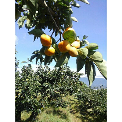 【ふるさと納税】ケーズファーム　平たねなし柿　12～13個入　2L～3Lサイズ【1147921】 サムネイル3